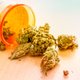 Image for article titled Cannabis In America